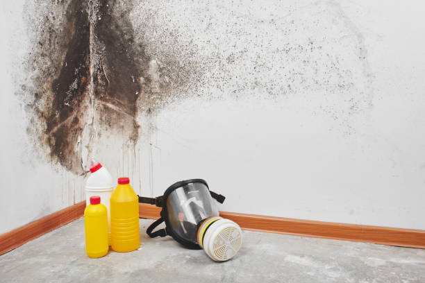 Best Attic Mold Removal  in Cushing, OK