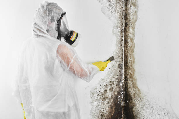 Attic Mold Removal in Cushing, OK