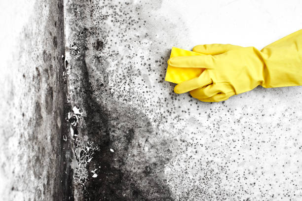 Best Best Mold Removal Companies  in Cushing, OK