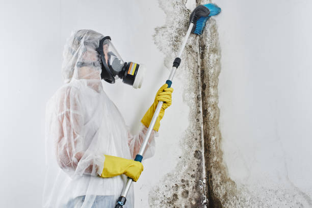 Best Mold Removal Near Me  in Cushing, OK