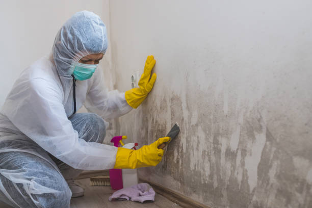 Best Mold Removal and Inspection  in Cushing, OK