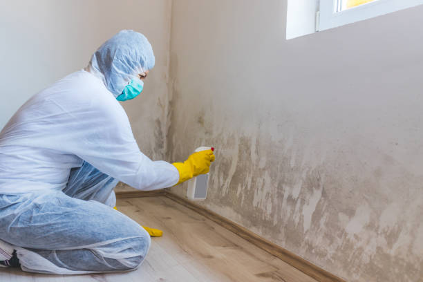 Best Mold Testing and Removal  in Cushing, OK