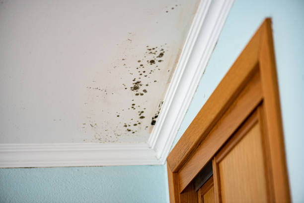 Best Affordable Mold Removal  in Cushing, OK