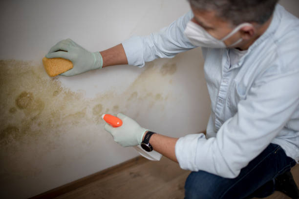 Mold Testing and Removal in Cushing, OK