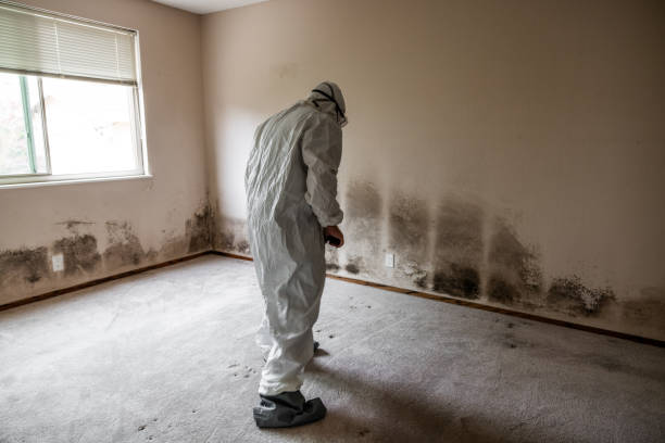 Best Same-Day Mold Removal  in Cushing, OK