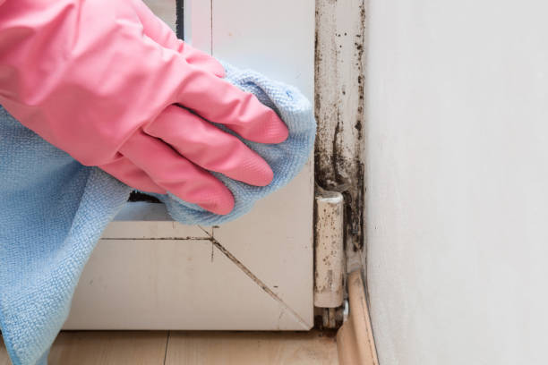 Best Office Mold Removal Services  in Cushing, OK